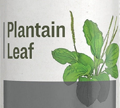 Herbal SupplementPLANTAIN LEAF - Soothing Liquid Extract Tincturedigestive healthhealthSaving Shepherd