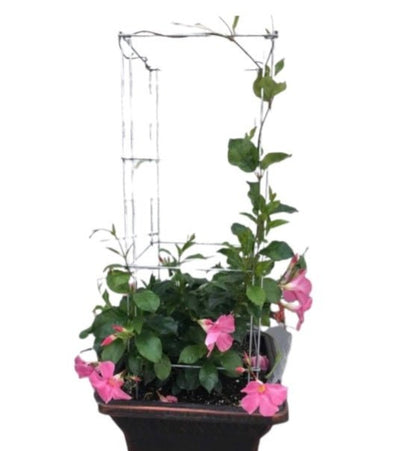 Vegetable CageFOLDING POTTED PLANT & VEGETABLE CAGE - Heavy Duty Gavanized SteelflowerflowersSaving Shepherd