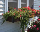 Window BoxAMISH WINDOW FLOWER BOX - Solid Red Cedar Outdoor Planterflower boxflowersSaving Shepherd