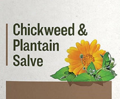 Skin CareCHICKWEED & PLANTAIN SALVE - for Dry Chapped Hands & SkinchickweedhealthSaving Shepherd
